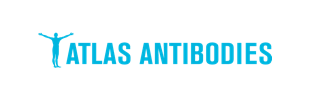 atlas antibodies-min